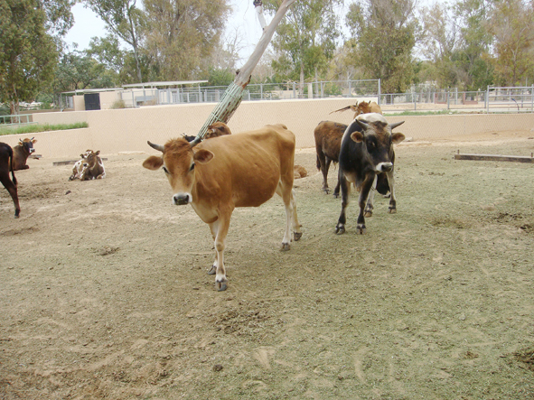 AZWS Zoo- und Wildtierschutz in Lybien 2013