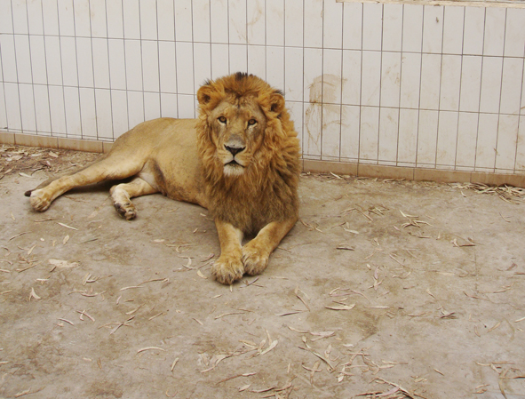 AZWS Zoo- und Wildtierschutz in Lybien 2013