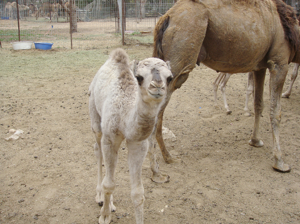 AZWS Zoo- und Wildtierschutz in Lybien 2013