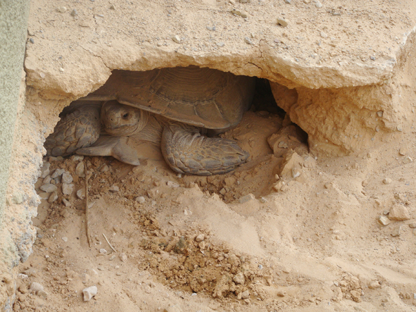 AZWS Zoo- und Wildtierschutz in Lybien 2013