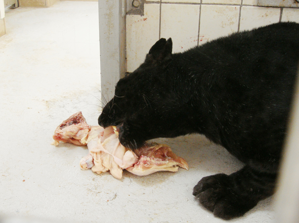 AZWS Zoo- und Wildtierschutz in Lybien 2013