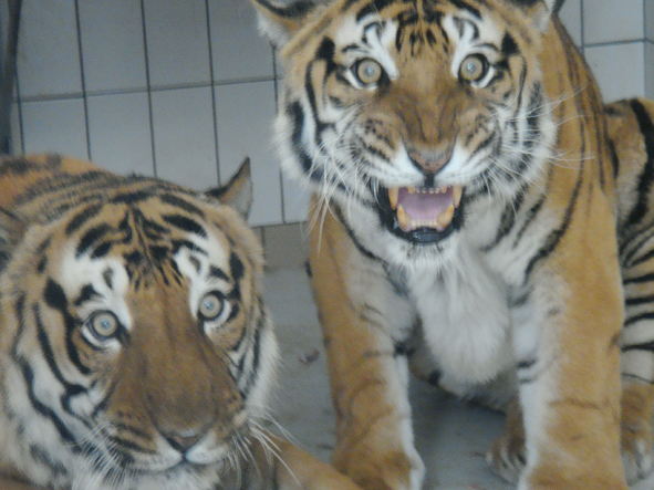 AZWS Zoo- und Wildtierschutz in Lybien 2013