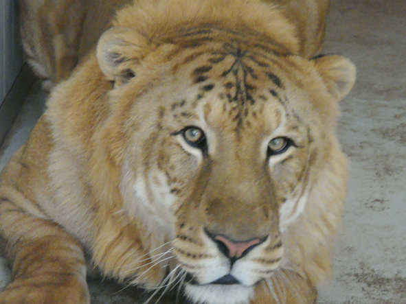 AZWS Zoo- und Wildtierschutz in Lybien 2013