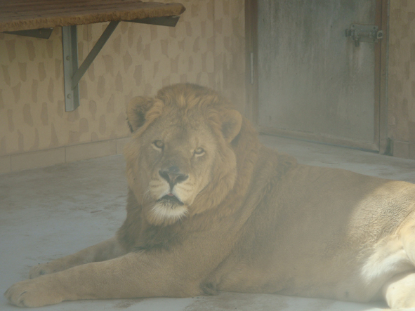 AZWS Zoo- und Wildtierschutz in Lybien 2013