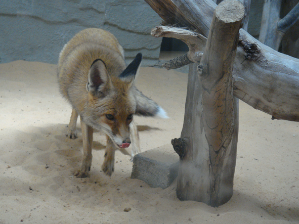 AZWS Zoo- und Wildtierschutz in Lybien 2013