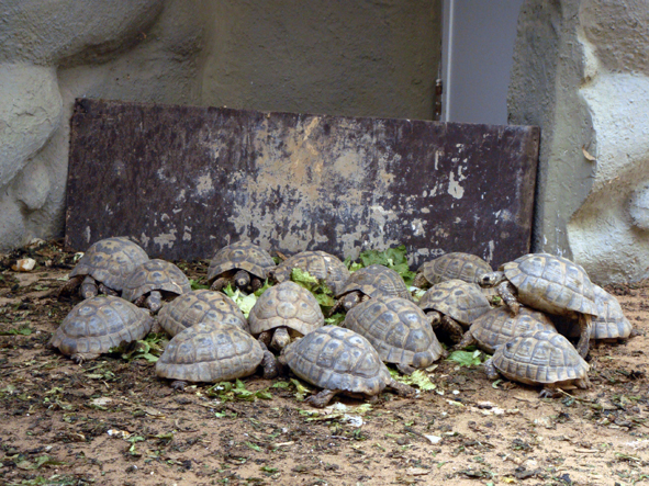 AZWS Zoo- und Wildtierschutz in Lybien 2013