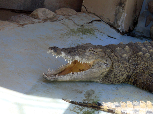 AZWS Zoo- und Wildtierschutz in Lybien 2013