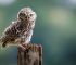 Wildtierstation Bayern